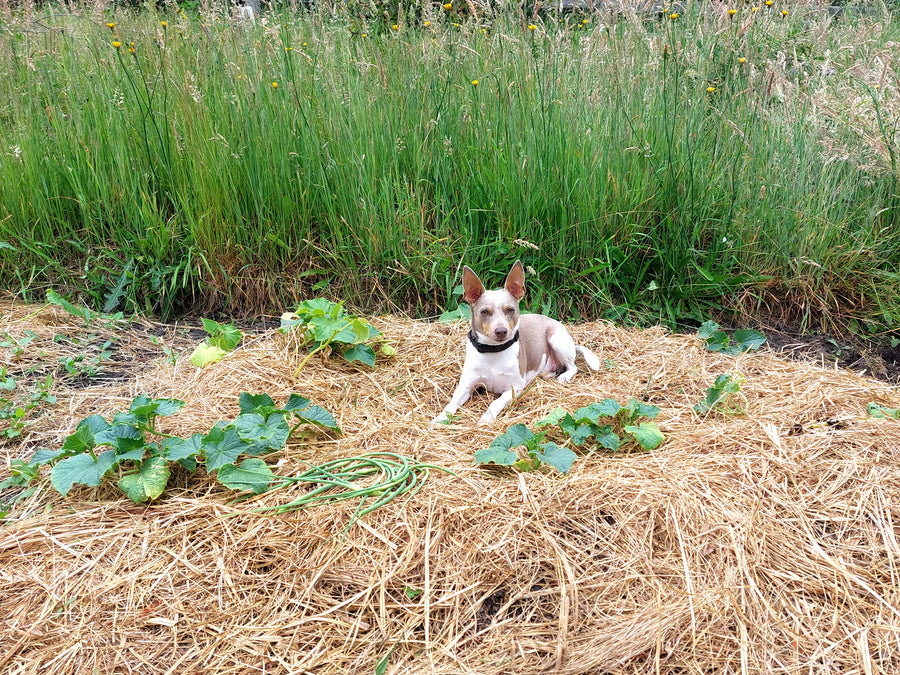 Gardening Questions Answered