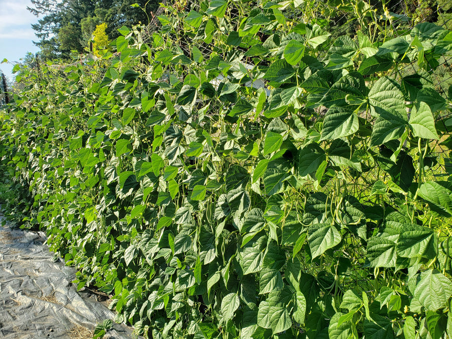 Dry Growing: Save Water Using Traditional Methods
