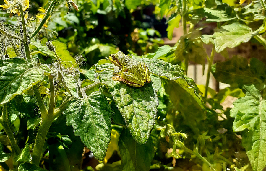 Waterwise Gardening