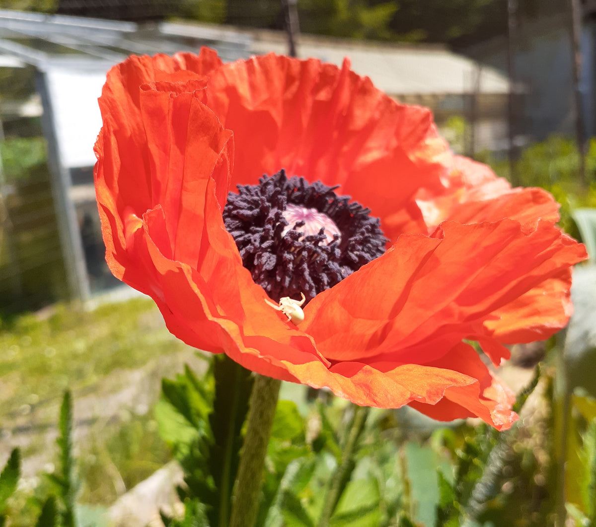 Video Summer 2022 at Eagleridge Seed Farm Eagleridge Seeds