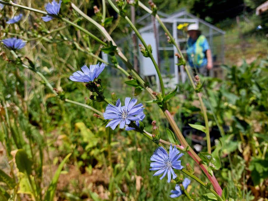 Wildwood Outdoor Living Centre