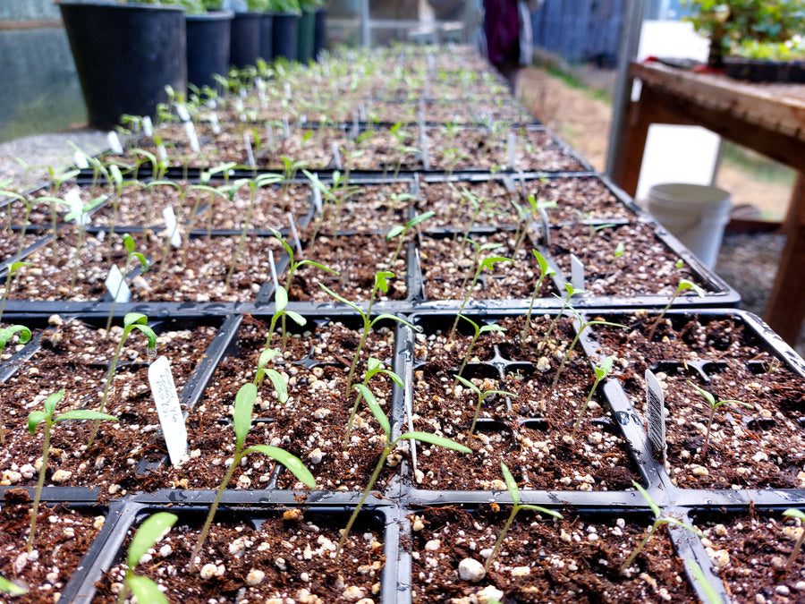 Seeding for Success