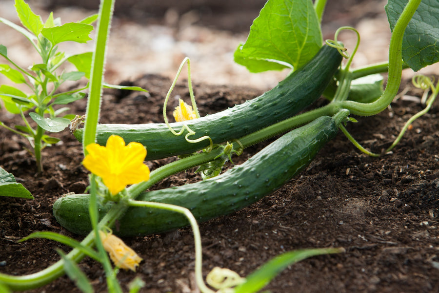 Get to Know Cucumber