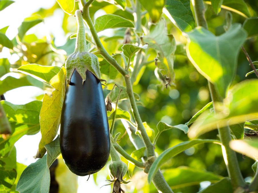 Get to the Eggplants