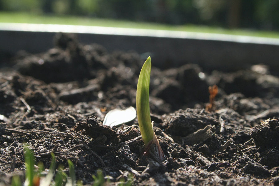 Tips for Growing Onions