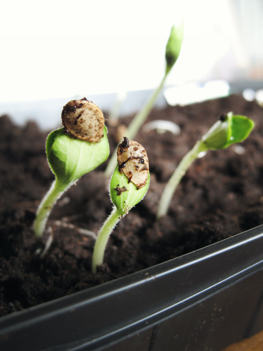 Starting Vegetable Seeds Like the Pros
