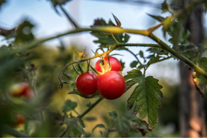 Our Tomatoes