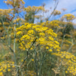 Load image into Gallery viewer, Copper Kettle Garden Bronze Fennel