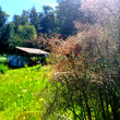 Load image into Gallery viewer, Copper Kettle Garden Bronze Fennel