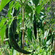Load image into Gallery viewer, Pasilla Bajio Hot Pepper