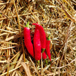Load image into Gallery viewer, Hot Pepper - Aji Colorado - Rare