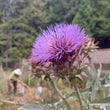 Load image into Gallery viewer, Cardoon