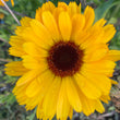 Load image into Gallery viewer, Calendula Mix