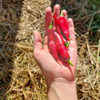 Load image into Gallery viewer, Hot Pepper - Aji Colorado - Rare
