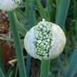 Load image into Gallery viewer, Amish Bottle Onion