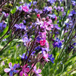 Load image into Gallery viewer, Anchusa azurea