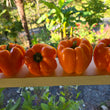 Load image into Gallery viewer, Ariane Sweet Pepper