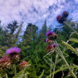 Load image into Gallery viewer, Cardoon