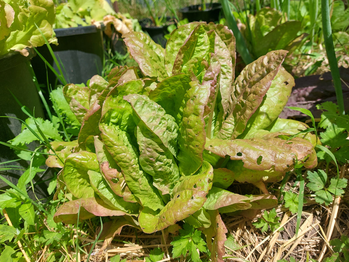 De Morges Braun Romaine Lettuce &ndash; Eagleridge Seeds
