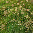 Load image into Gallery viewer, Earth Chestnut