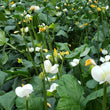 Load image into Gallery viewer, Fast Lady Northern Southern Cowpea