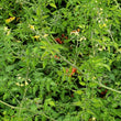 Load image into Gallery viewer, Florida Wild Everglades - Pearl Tomato