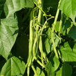 Load image into Gallery viewer, Fortex Filet Bean