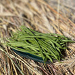Load image into Gallery viewer, Fortex Filet Bean