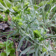 Load image into Gallery viewer, Greek Mountain Tea