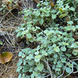 Load image into Gallery viewer, Horehound-Green Pom Pom