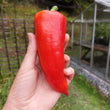 Load image into Gallery viewer, Kaloscai Pepper - Endangered