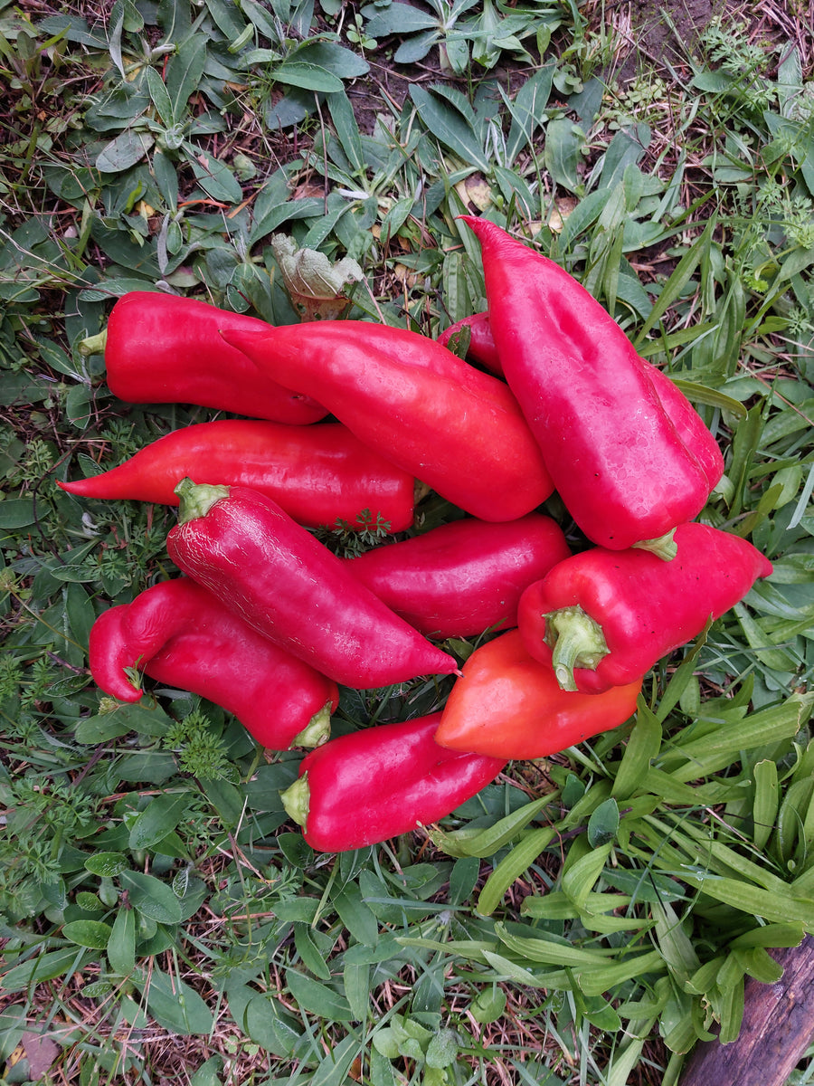 Kaloscai Sweet Pepper Endangered Eagleridge Seeds kaloscai-sweet-pepper-endangered-eagleridge-seeds