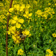 Load image into Gallery viewer, Easy Abundance Mild Mizuna