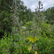 Load image into Gallery viewer, Motherwort