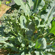 Load image into Gallery viewer, Piracicaba Broccoli