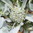 Load image into Gallery viewer, Piracicaba Broccoli