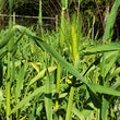 Load image into Gallery viewer, Purple Karma Tibetan Barley