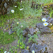 Load image into Gallery viewer, Pyrethrum Daisy