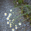 Load image into Gallery viewer, Pyrethrum Daisy