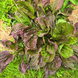 Load image into Gallery viewer, Red Plantain