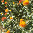 Load image into Gallery viewer, Corrales Azafran Safflower