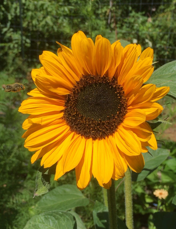 Soraya Sunflower Eagleridge Seeds soraya-sunflower-eagleridge-seeds