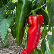 Load image into Gallery viewer, Spanish Mammoth Sweet Pepper