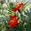 Load image into Gallery viewer, Taj Mahal Marigold