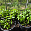 Load image into Gallery viewer, Tulsi Basil