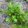 Load image into Gallery viewer, Turkish Rocket Arugula