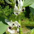 Load image into Gallery viewer, Vespa Fava Bean
