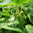 Load image into Gallery viewer, Whipple - Dry Bean - DF