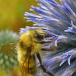 Load image into Gallery viewer, Echinops Ritro