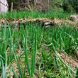 Load image into Gallery viewer, Egyptian Walking Onions